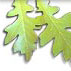 leaves